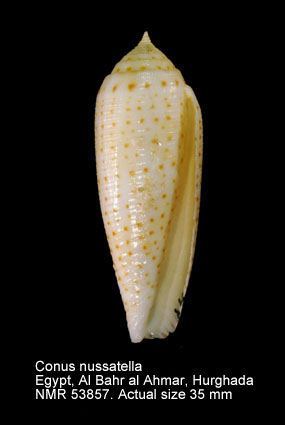 Conus nussatella.jpg - Conus nussatellaLinnaeus,1758